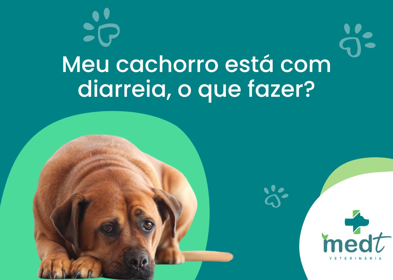 CACHORRO COM DIARREIA