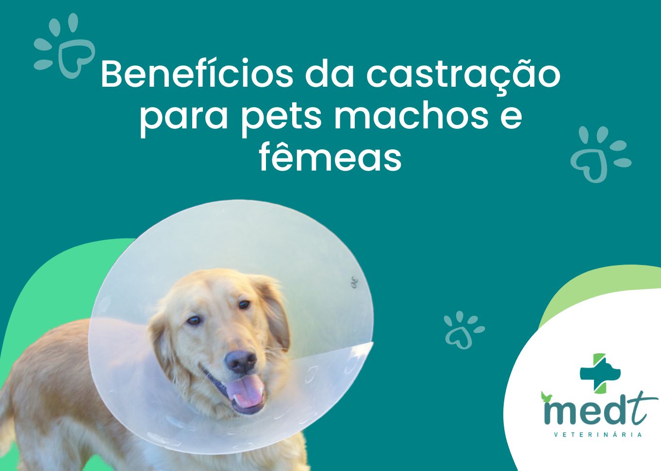 Os benefícios da castração de cachorros