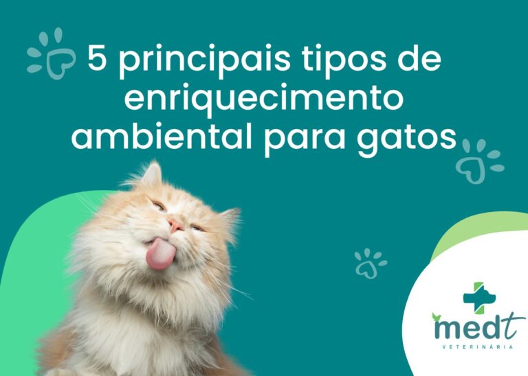 enriquecimento ambiental para gatos