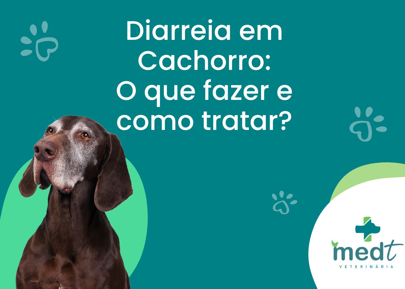 Diarreia em Cachorro