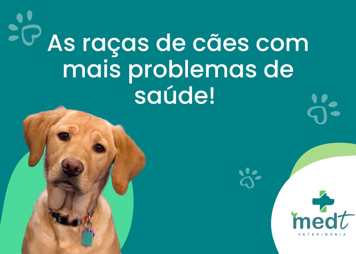 As raças de cães com mais problemas de saúde