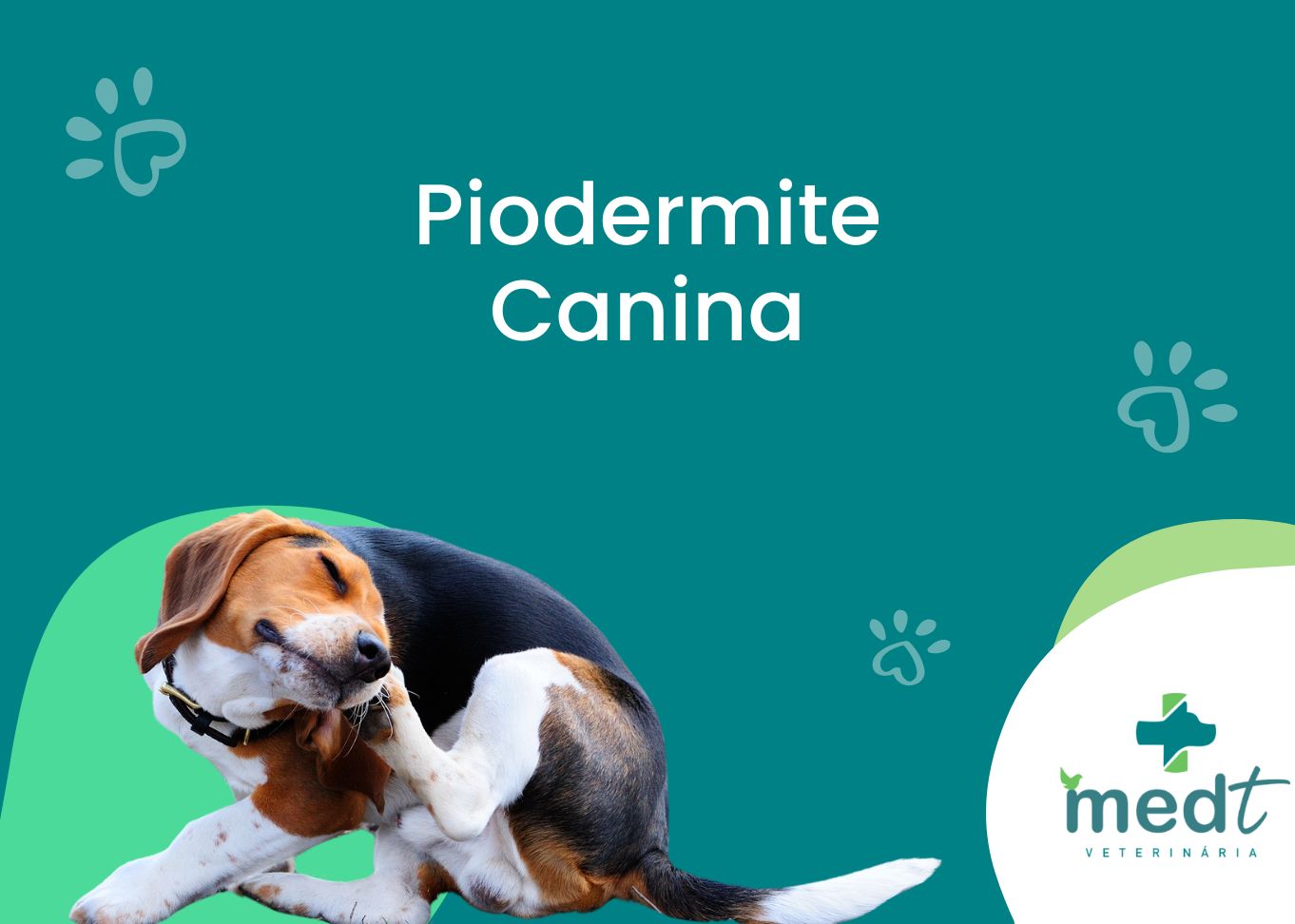 cachorro coçando