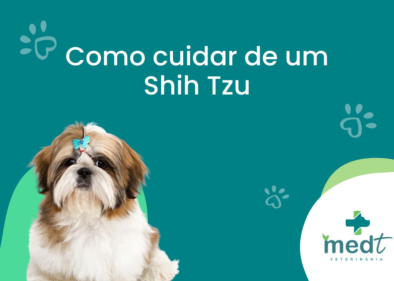 Como cuidar de um Shih Tzu: 7 cuidados veterinários essenciais