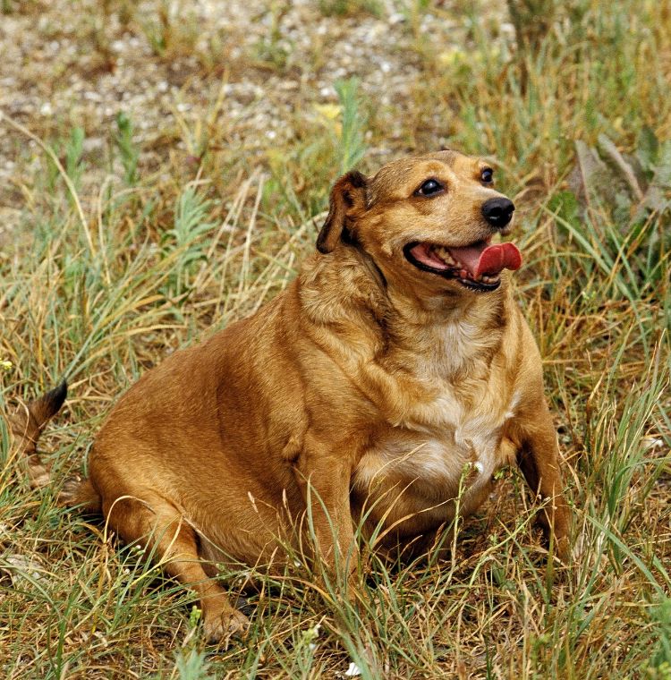 Endocrinologista veterinário