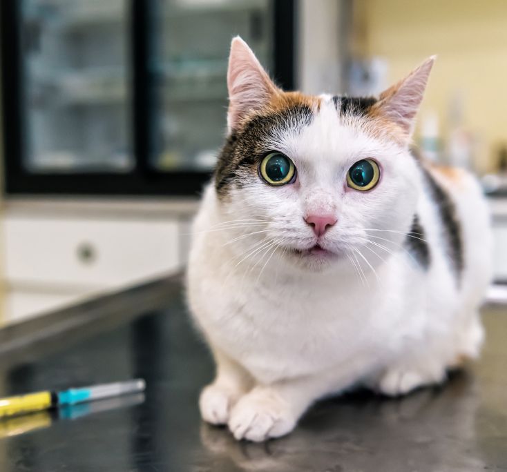 doença gato sorocaba clinica