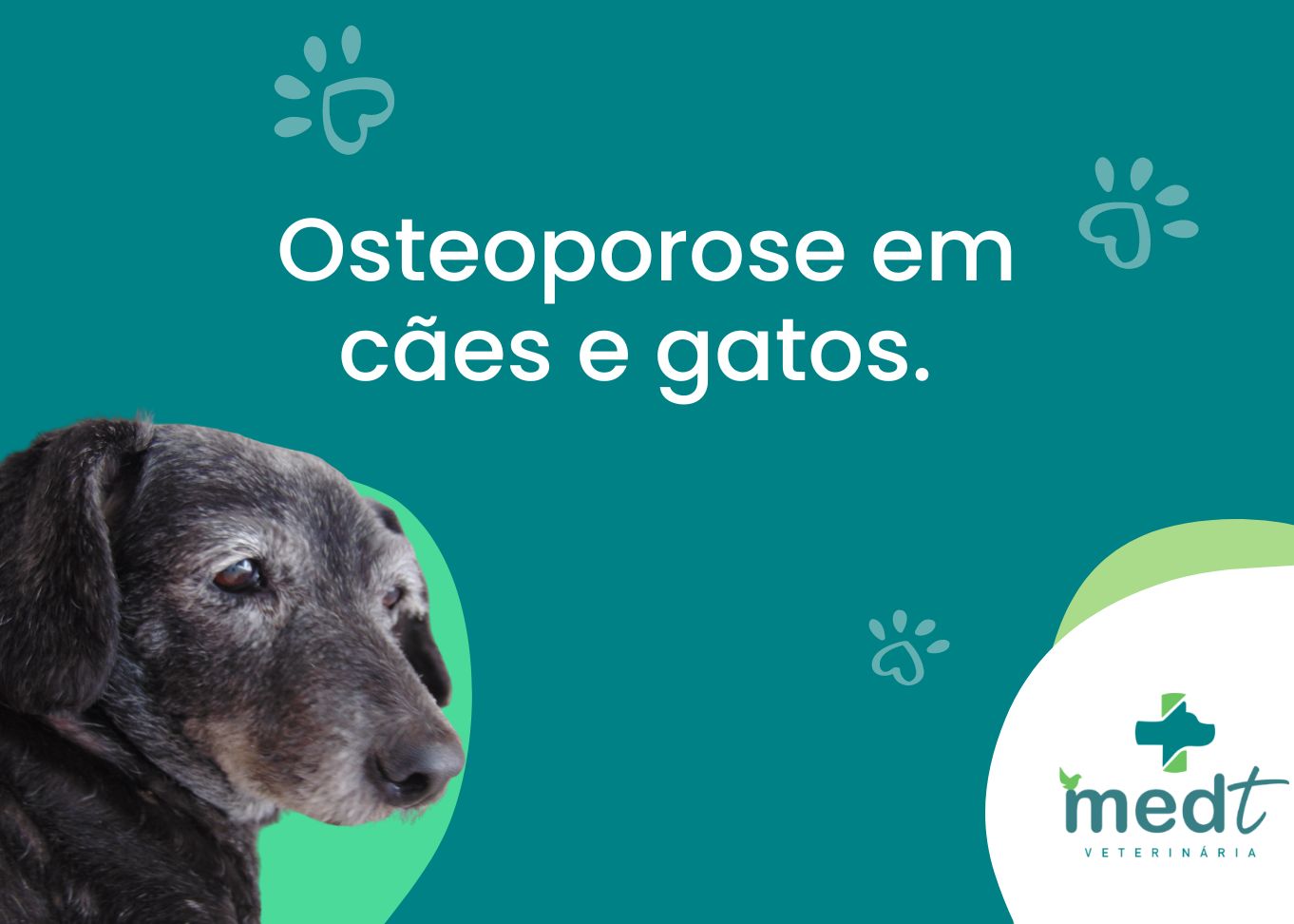 Osteoporose em cães e gatos. Tudo o que você precisa saber