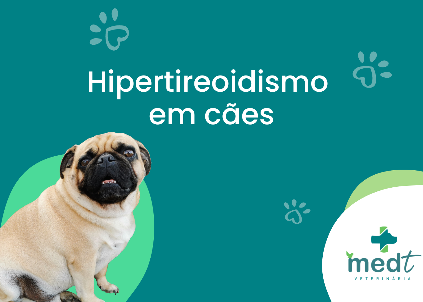 Hipertireoidismo em cães