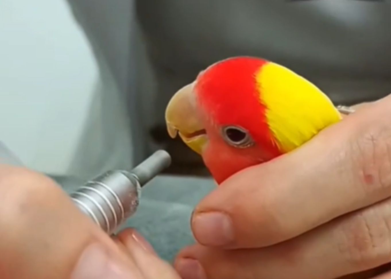 Desgaste do bico da calopsita em sorocaba