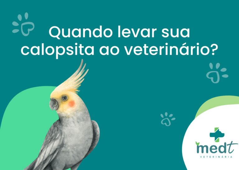 calopsita veterinario