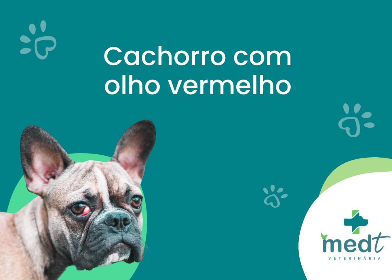 dog com olho vermelho