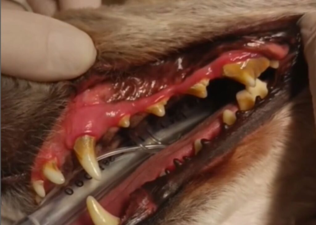 tártaro em cães