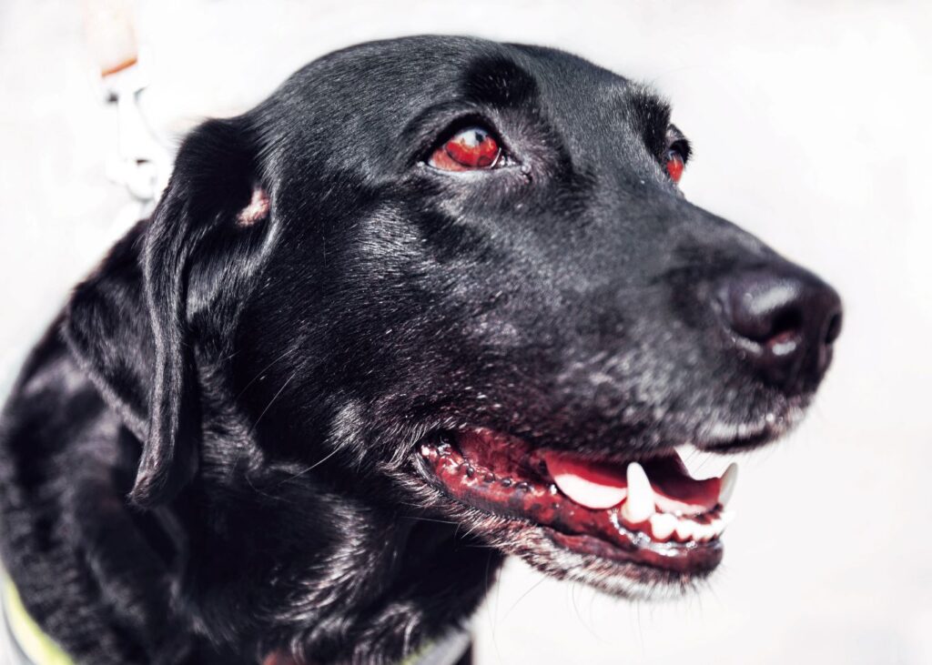 cachorro com olhos vermelhos