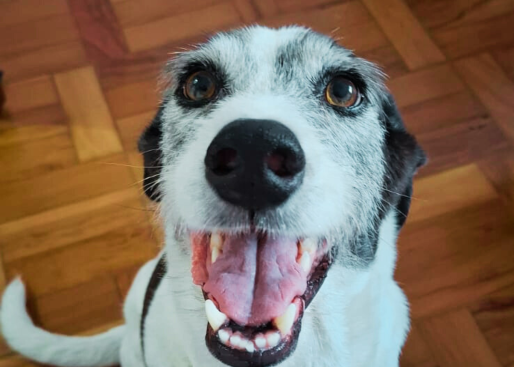 cães SRD (Sem Raça Definida) ou vira-latas