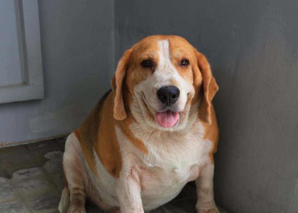beagle obeso