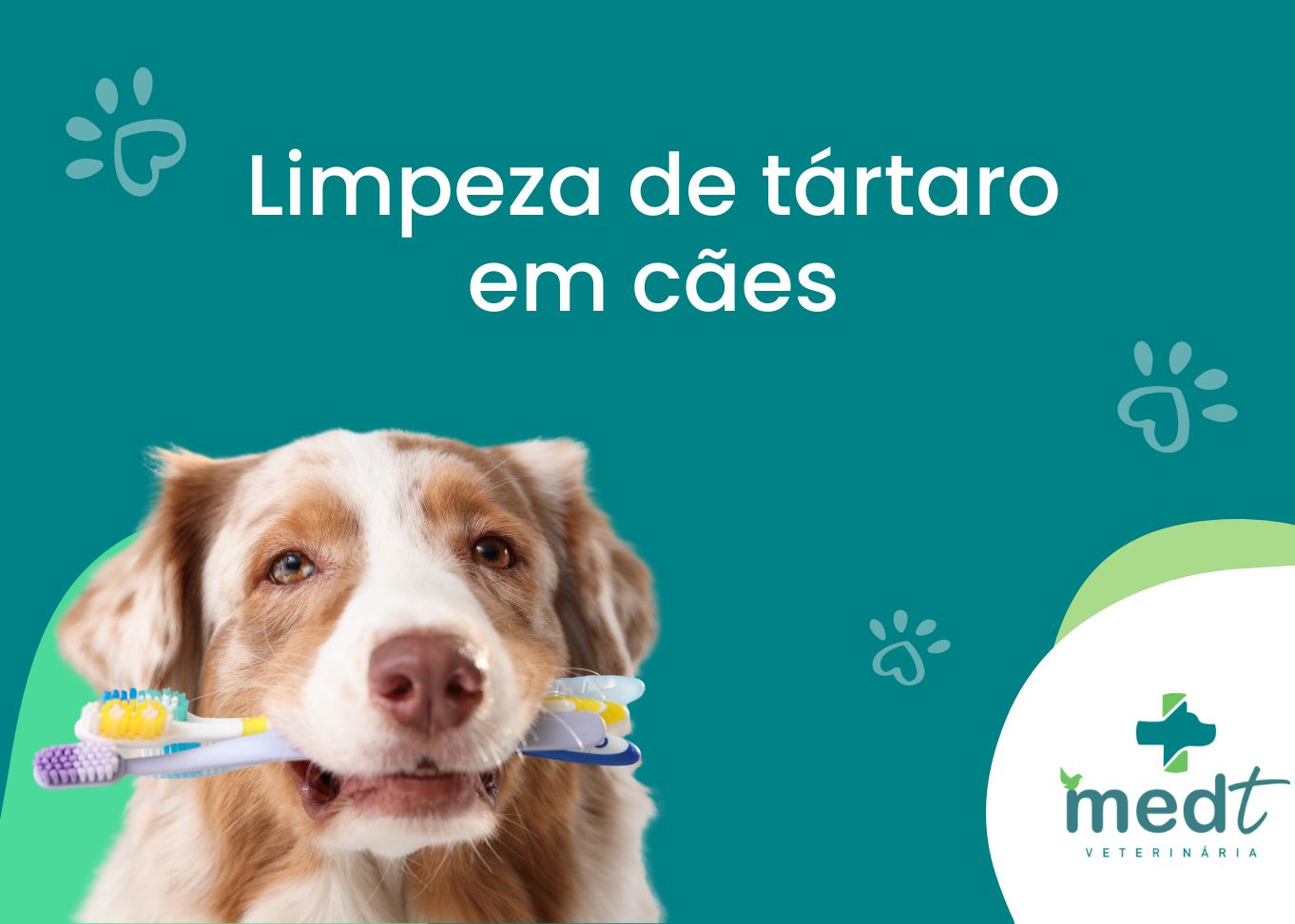 dog com tartaro