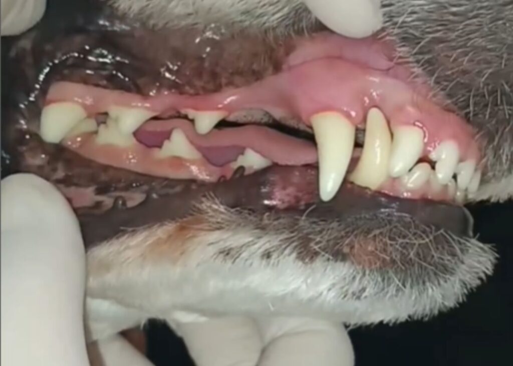 procedimento de limpeza de dentes em caes