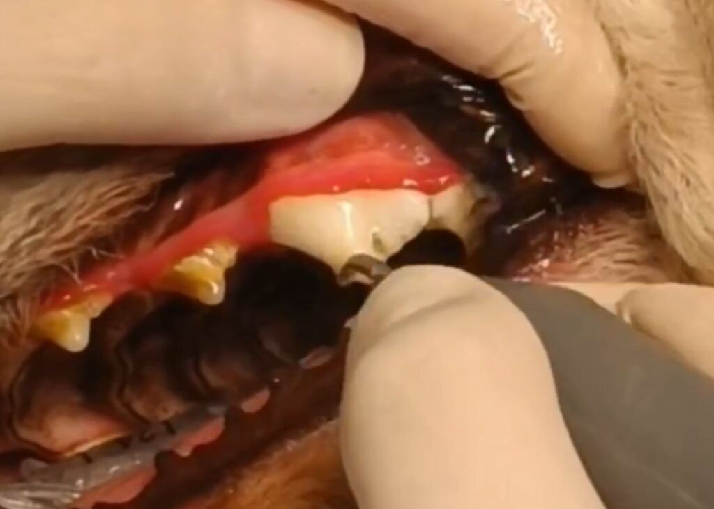 procedimento para remover tartaro de cachorro