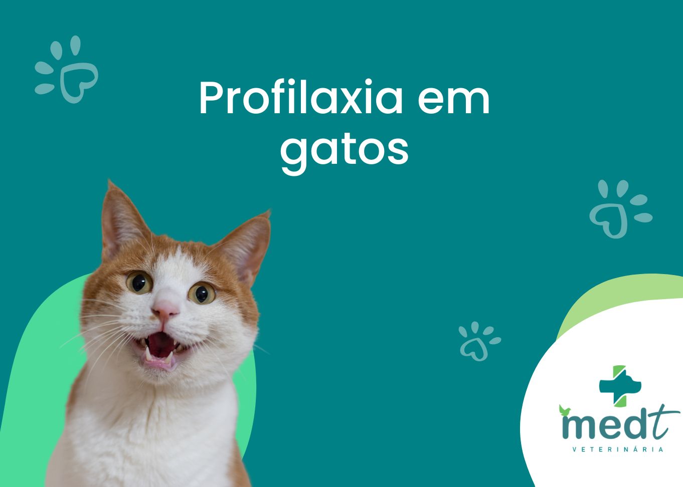 procedimento em gatos