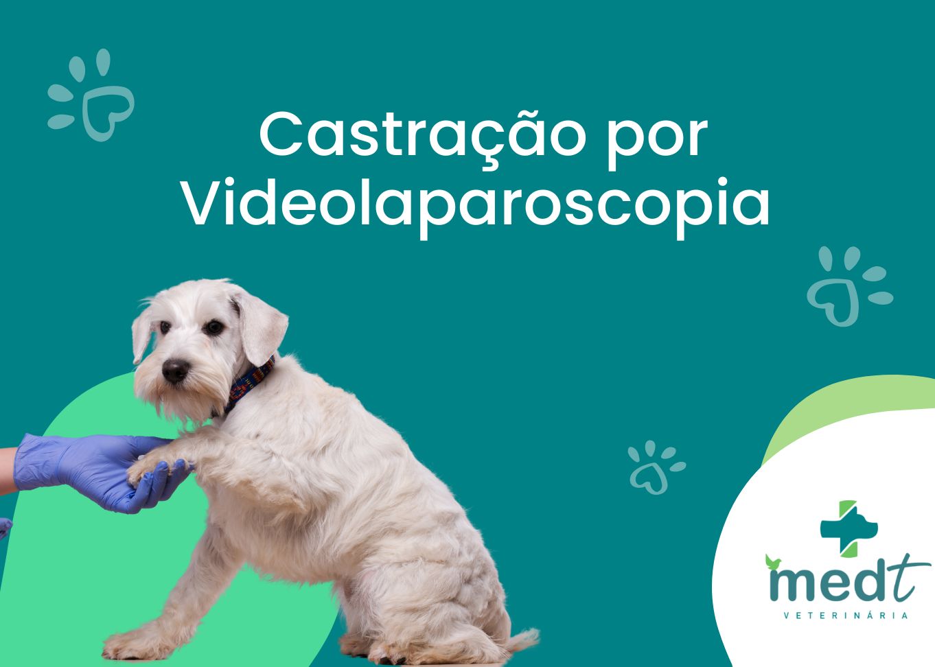Castração por Video