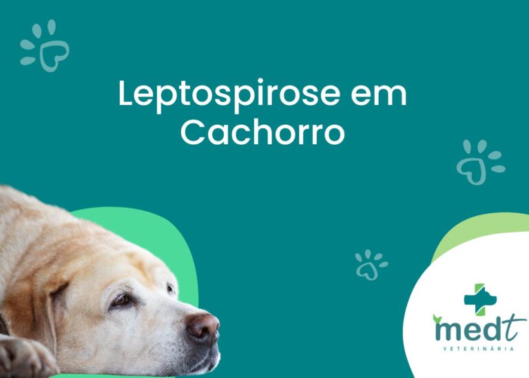 doença do xixi do rato em cachorro