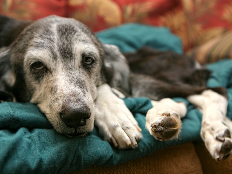 cachorro idoso
