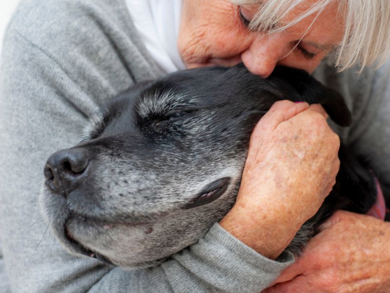 cuidando do cachorro