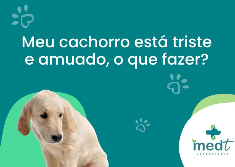 cachorro está triste e amuado