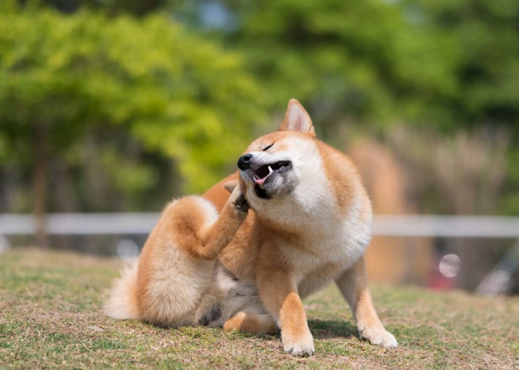 cachorro se coça muito