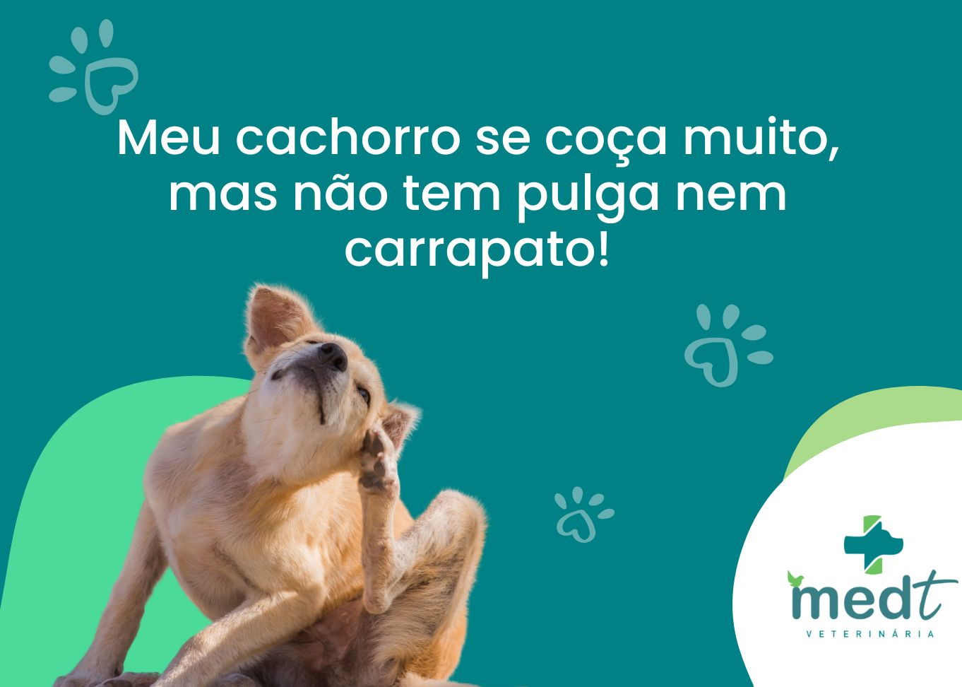 cachorro se coça