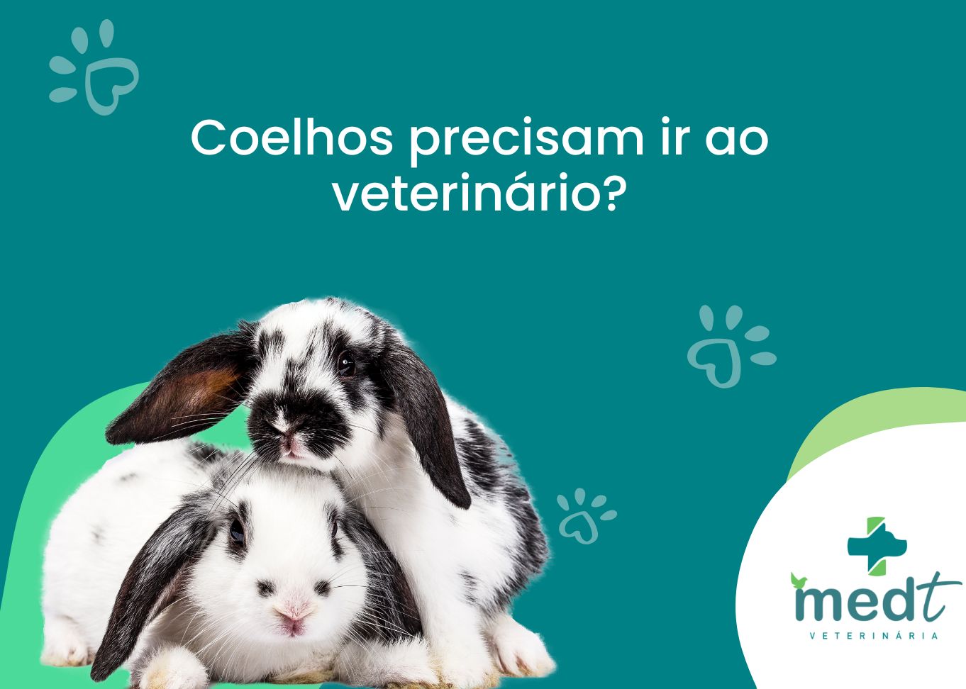 Coelhos no veterinario