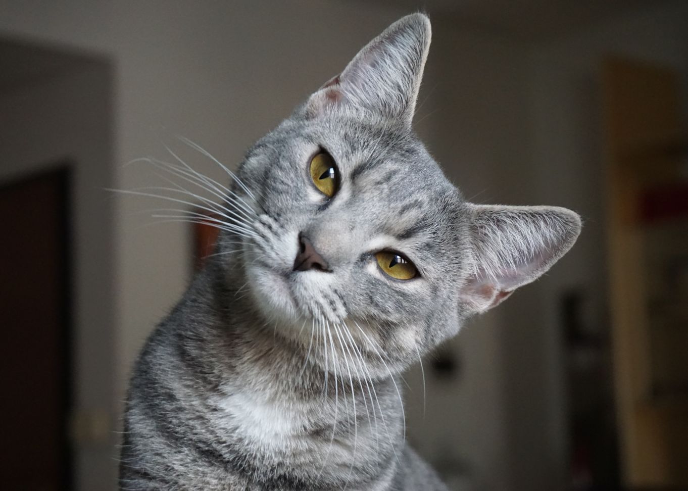gato com dor