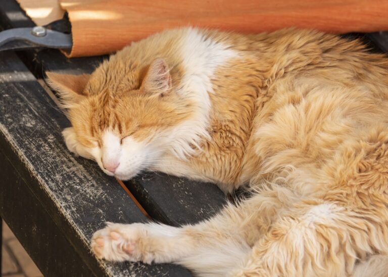 gato idoso sorocava veterinario